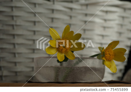 Two flowers of Ryukinka Two flowers of Ryukinka 75455899