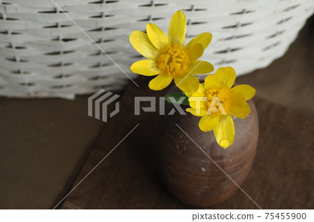 琉球花 琉球花 75455900