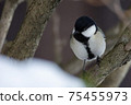 暴風雪中的大山雀 75455973