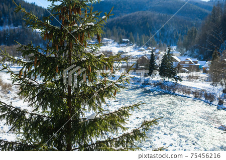 Nature landscape with fir tree and cones Nature landscape with fir tree and cones 75456216