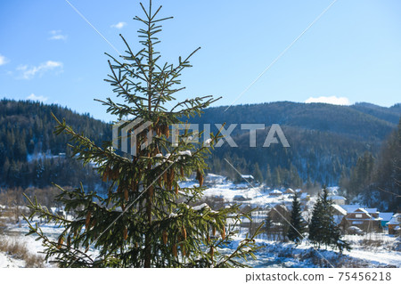 Nature landscape with fir tree and cones Nature landscape with fir tree and cones 75456218