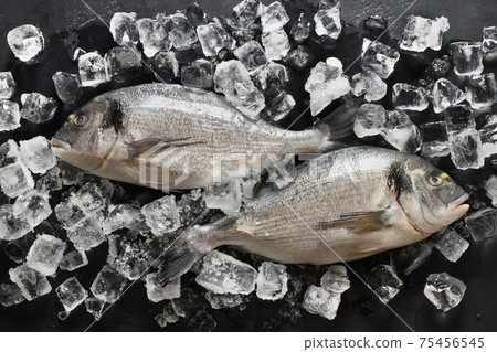Dorado fish with ice cube on black background. Dorado fish with ice cube on black background. 75456545