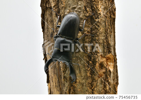 Sulawesi Dorcus titanus 75456735