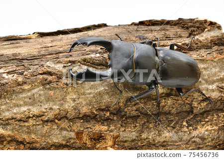 Sulawesi Dorcus titanus 75456736