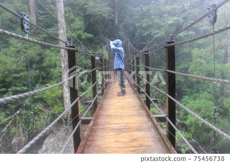 Ame no Yakushima Shiratani Unsuikyo 75456738