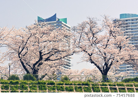 Cherry blossoms from Yokohama Koukani Park Cherry blossoms from Yokohama Koukani Park 75457688