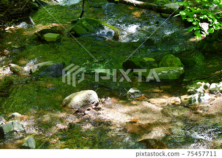 A headwater that flows quietly through a forest surrounded by greenery 75457711