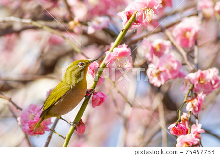 Beautiful white-eye perched on a plum branch Beautiful white-eye perched on a plum branch 75457733