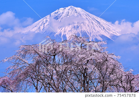 This is Japan. Mt. Fuji that looks like it is floating on a gorgeous cherry blossom with clouds on the hem. 75457878