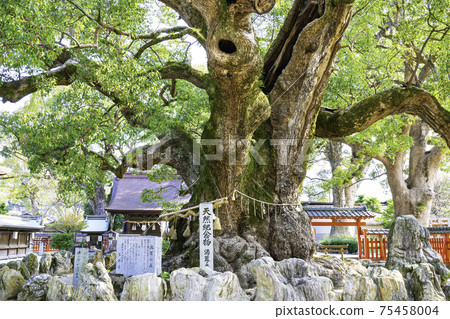 Umihachimangu（福岡縣霞市區宇見町）的一棵奇妙的巨型樟樹，名為Yuka no Mori 75458004