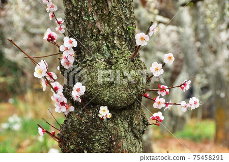 Spring image plum blossom white plum old tree Spring image plum blossom white plum old tree 75458291
