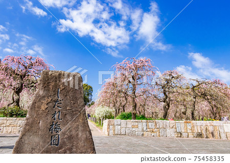 Nagoya City Agricultural Center, plum blossoms in full bloom <Nagoya City, Aichi Prefecture> 75458335