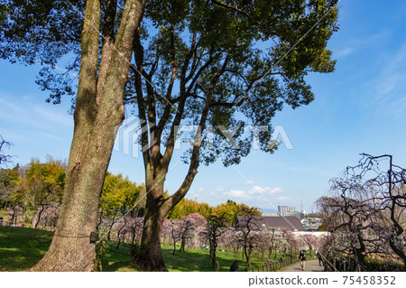Nagoya City Agricultural Center, plum blossoms in full bloom <Nagoya City, Aichi Prefecture> 75458352