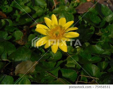 蓬鬆的綠色王國的Ryokinka 75458531