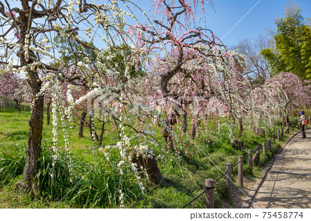 Nagoya City Agricultural Center, plum blossoms in full bloom <Nagoya City, Aichi Prefecture> Nagoya City Agricultural Center, plum blossoms in full bloom <Nagoya City, Aichi Prefecture> 75458774
