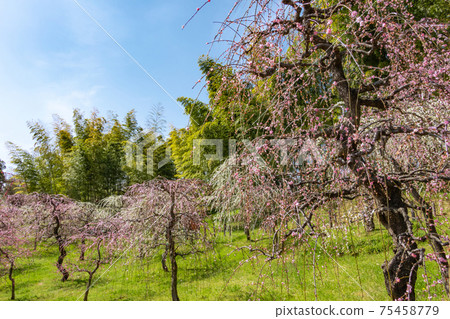 Nagoya City Agricultural Center, plum blossoms in full bloom <Nagoya City, Aichi Prefecture> 75458779