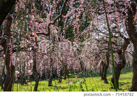 Nagoya City Agricultural Center, plum blossoms in full bloom <Nagoya City, Aichi Prefecture> Nagoya City Agricultural Center, plum blossoms in full bloom <Nagoya City, Aichi Prefecture> 75458782