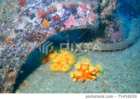Nagai Bochi Coral 75458839