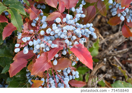 Blue Mahonia berries (Latin Mahonia aquifolium) or Oregon grapes Blue Mahonia berries (Latin Mahonia aquifolium) or Oregon grapes 75458840