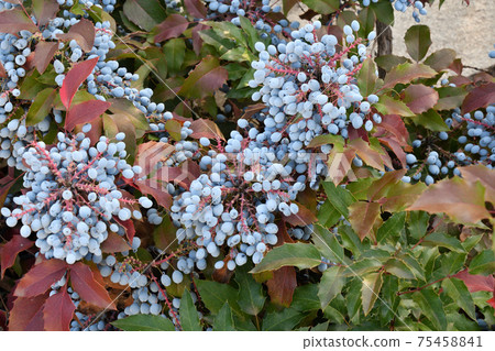 Blue Mahonia berries (Latin Mahonia aquifolium) or Oregon grapes Blue Mahonia berries (Latin Mahonia aquifolium) or Oregon grapes 75458841