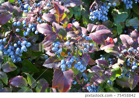 Blue Mahonia berries (Latin Mahonia aquifolium) or Oregon grapes Blue Mahonia berries (Latin Mahonia aquifolium) or Oregon grapes 75458842