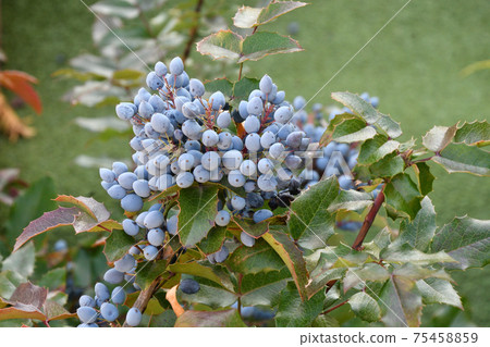 Blue Mahonia berries (Latin Mahonia aquifolium) or Oregon grapes Blue Mahonia berries (Latin Mahonia aquifolium) or Oregon grapes 75458859