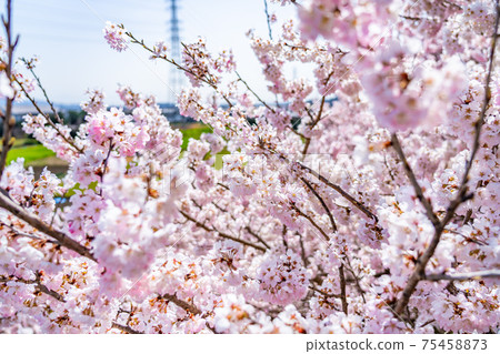 Spring in Japan Minamiashigara, Kanagawa Prefecture Harane Harane Spring Cherry Blossoms Spring in Japan Minamiashigara, Kanagawa Prefecture Harane Harane Spring Cherry Blossoms 75458873