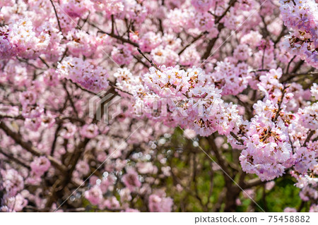 Spring in Japan Minamiashigara, Kanagawa Prefecture Harane Harane Spring Cherry Blossoms 75458882