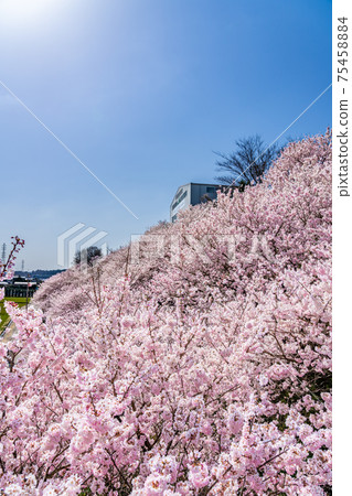 Spring in Japan Minamiashigara, Kanagawa Prefecture Harane Harane Spring Cherry Blossoms 75458884