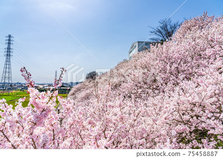 Spring in Japan Minamiashigara, Kanagawa Prefecture Harane Harane Spring Cherry Blossoms 75458887