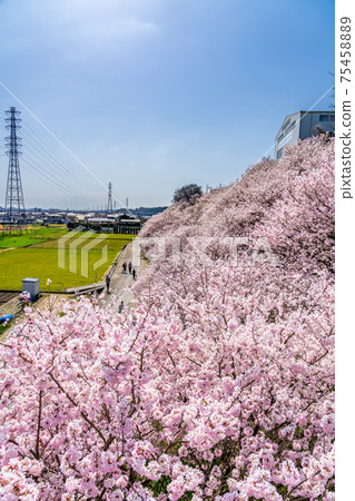 日本的春天神奈川縣南嵐市Harane Harane春天的櫻花 75458889
