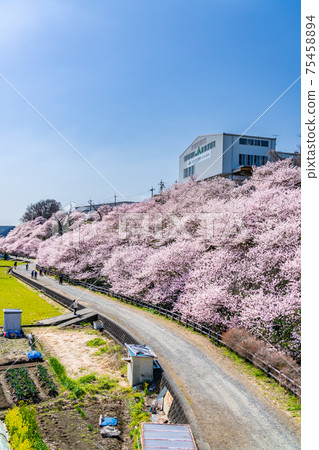 Spring in Japan Minamiashigara, Kanagawa Prefecture Harane Harane Spring Cherry Blossoms 75458894