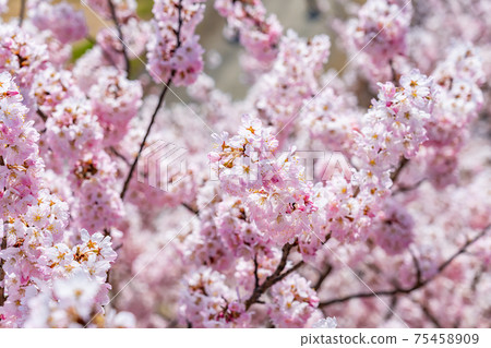 Spring in Japan Minamiashigara, Kanagawa Prefecture Harane Harane Spring Cherry Blossoms 75458909