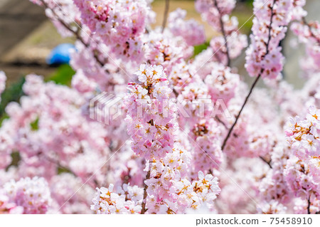 Spring in Japan Minamiashigara, Kanagawa Prefecture Harane Harane Spring Cherry Blossoms 75458910