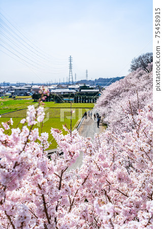 Spring in Japan Minamiashigara, Kanagawa Prefecture Harane Harane Spring Cherry Blossoms 75458915