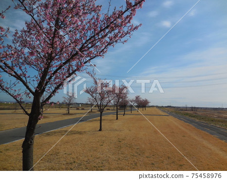 Kawazu cherry blossoms in Tonegawa waterside plaza park Kawazu cherry blossoms in Tonegawa waterside plaza park 75458976