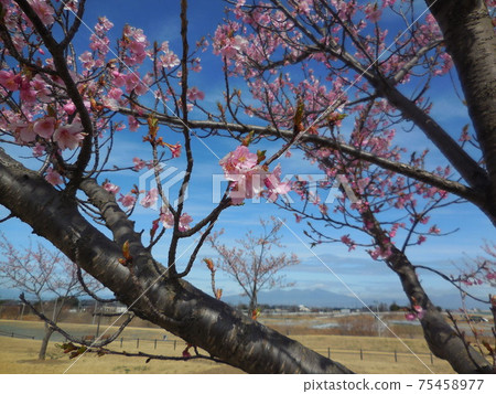 音川水濱廣場公園的河津櫻花 75458977