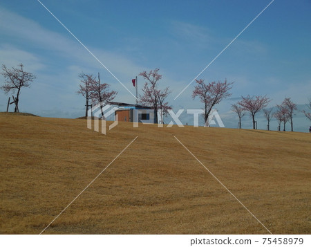 Kawazu cherry blossoms in Tonegawa waterside plaza park 75458979