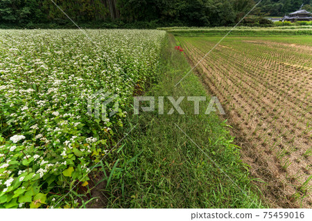 蕎麥領域的農村風景拍攝了與Kogaoka市狗Kanokan在京都府 75459016