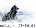 Sitting black dog,with brown tan and thick frosty fur,looking intently forward into the snowy landscape. In the foreground, dry vegetation covered with fine snow. Blurred landscape in the background. 75459164