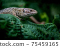 Detail of the head and body parts of a female common lizard with a typical drawing and brown scales. The lizard is on a dark green leaf of an ornamental shrub with an out of focus background. 75459165