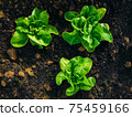 Three rich green butter lettuce salads in middle of frame and viewed from above. They're planted in yellowish dark brown soil and they have few drops of water on their structured beautiful leaves. 75459166