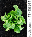 Single rich green butter lettuce salad in middle of frame and viewed from above. It is planted in yellowish dark brown soil and it has few drops of water on its leaves with all details and structure.	 75459167