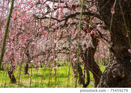 Nagoya City Agricultural Center, plum blossoms in full bloom <Nagoya City, Aichi Prefecture> 75459279
