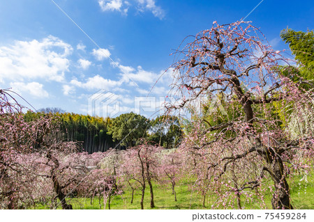 Nagoya City Agricultural Center, plum blossoms in full bloom <Nagoya City, Aichi Prefecture> 75459284