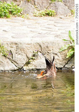 Shikugawa公園 75459293