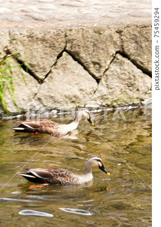 Shikugawa公園 75459294