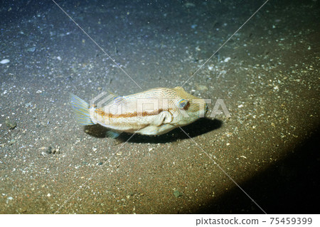 Kitamakura I met during night diving 75459399