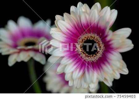 Gerbera 75459403
