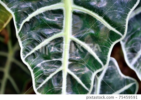 Alocasia leaves Alocasia leaves 75459591
